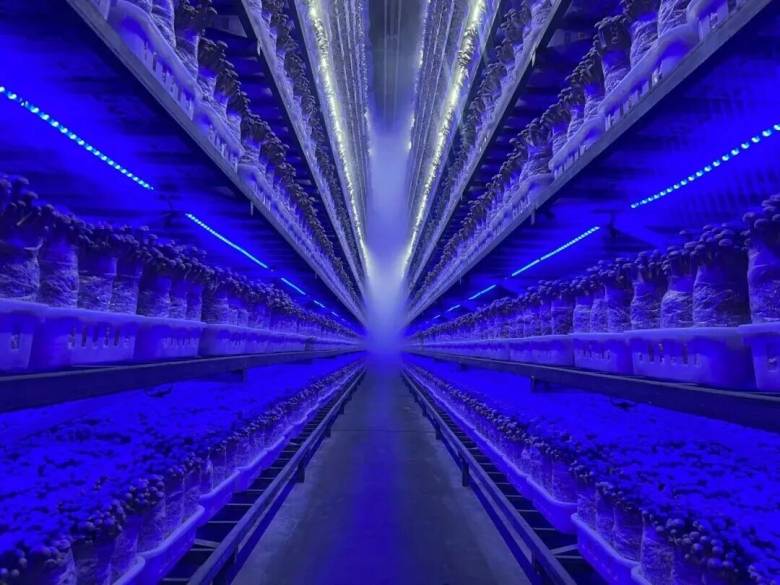 四方光电攻克养菇房CO₂变送器“短命”难题
